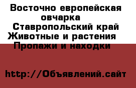 Восточно европейская овчарка  - Ставропольский край Животные и растения » Пропажи и находки   